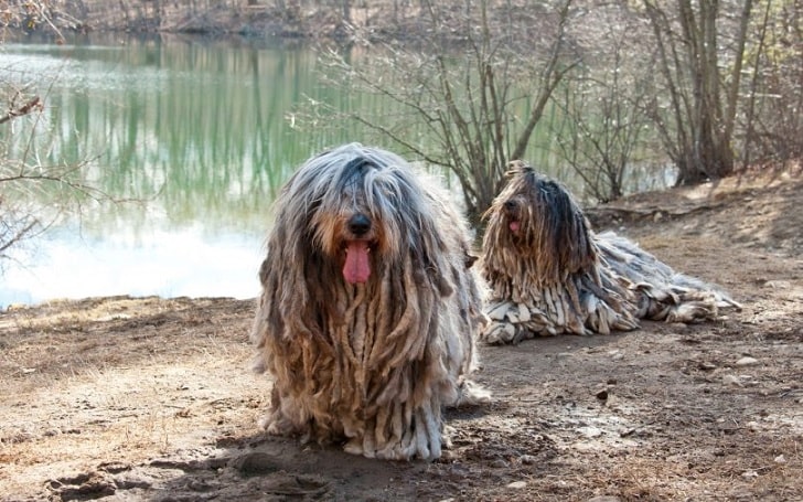 Bergamasco Sheepdog Feeding Methods