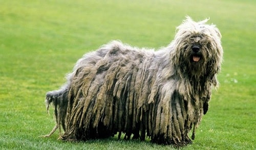 Bergamasco Sheepdog in the ground