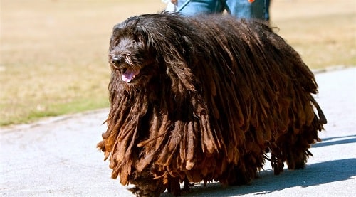 Bergamasco Sheepdog running in the ground