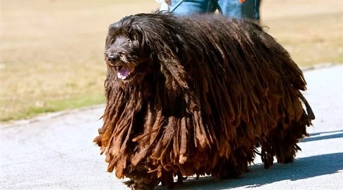 Bergamasco Sheepdog running in the ground