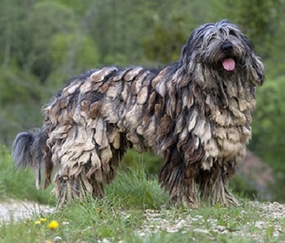 can bones cause disease in a bergamasco shepherd