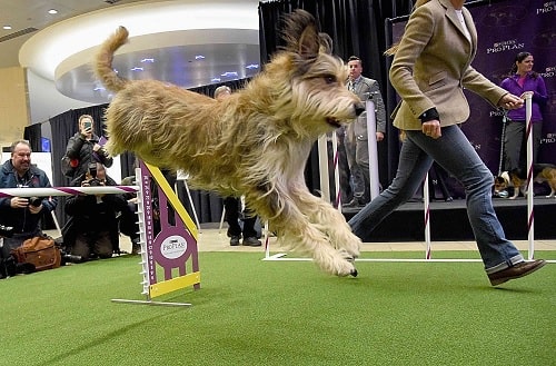 Berger Picard agility training