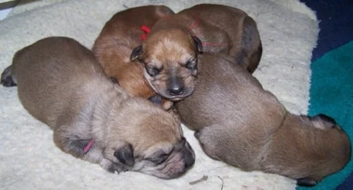 Berger Picard newborn puppies
