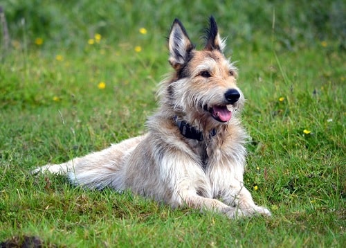 Berger Picard sitting on the ground