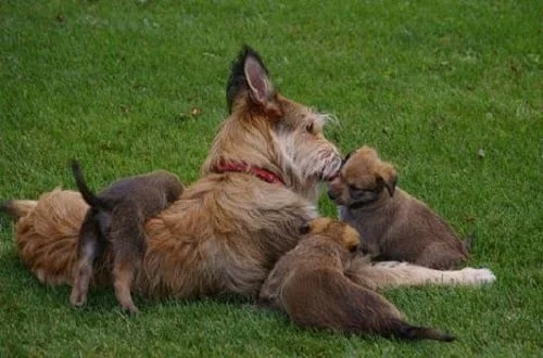 Berger Picard with its puppies