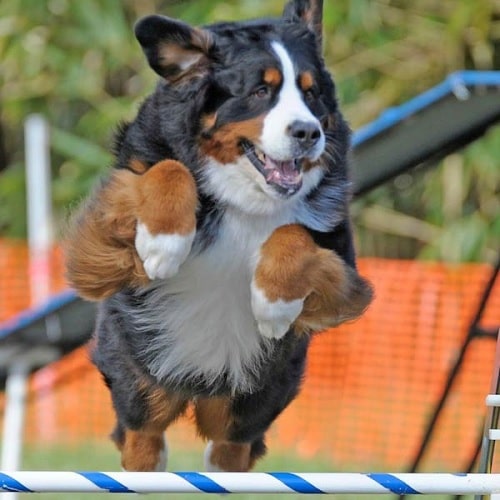 Bernese Mountain Dog agility