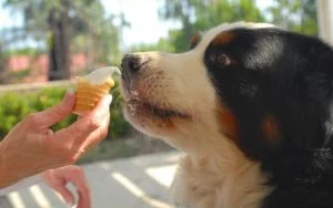 Bernese Mountain Dog diets and feeding methods