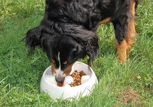 Bernese Mountain Dog eating food
