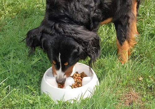 best food for bernese mountain dog