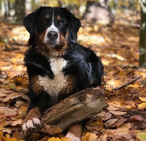 Bernese Mountain Dog holding wood