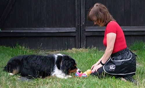 Bernese Mountain Dog learning tricks