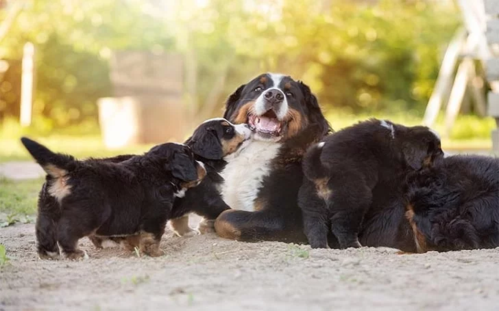 Bernese Mountain Dog puppies development stages and behavior