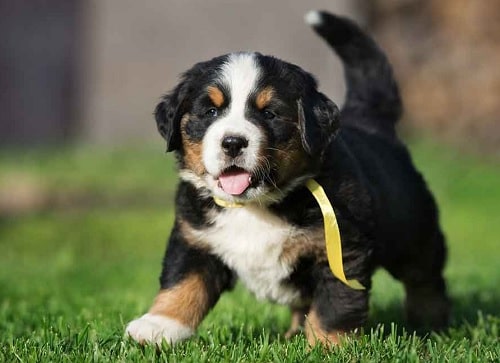 Bernese Mountain Dog puppy running on the field