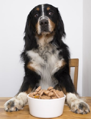 Bernese Mountain Dog ready for meal