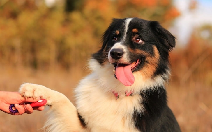 are bernes mountain dogs hard to train