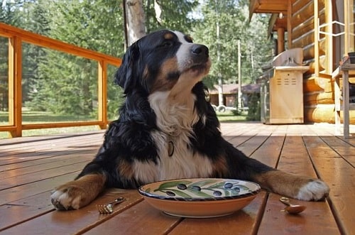 Bernese Mountain Dog with its bowl