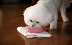 Bichon Frise diets and feeding methods