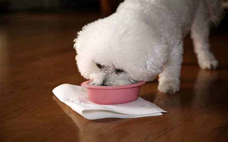 Bichon Frise diets and feeding methods