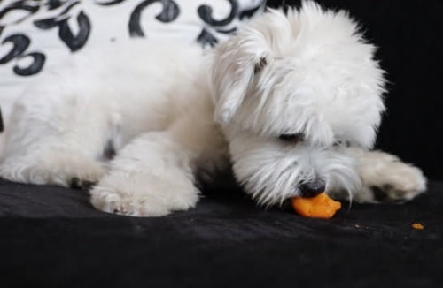 Bichon Frise eating treats