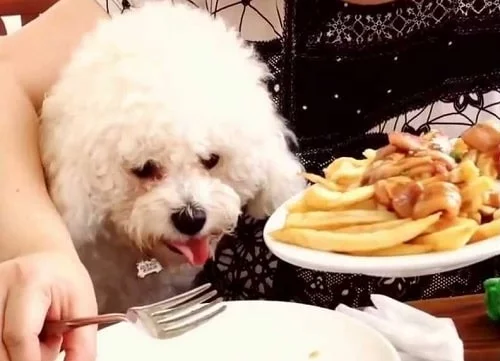 Bichon Frise eating with its master
