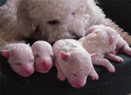 Bichon Frise newborn puppies