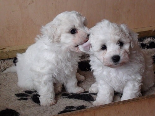 Bichon Frise puppies palying with each other