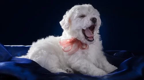 Bichon Frise puppy yawing