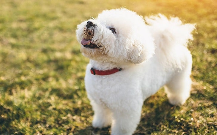 Methods to Train Bichon Frise Strategies and Techniques