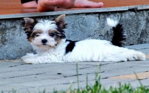 Biewer Terrier Puppiess development stage and behavior