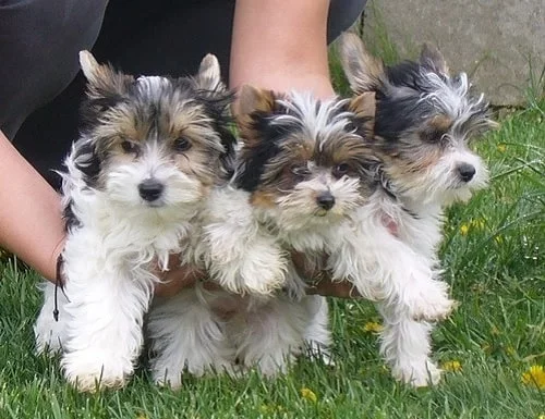 Biewer Terrier cute little Puppies