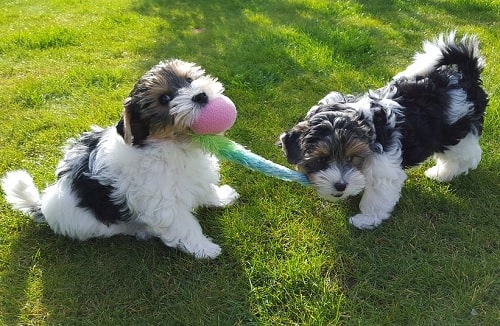 Biewer Terrier puppies playing