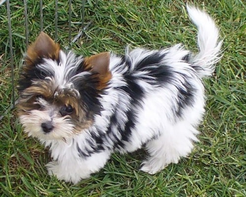 Biewer Terrier puppy