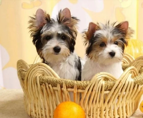 Biewer Terriers on the basket