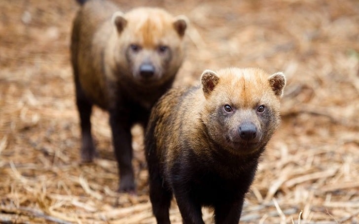 Bush Dog information