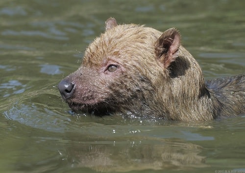 Bush Dog swimming