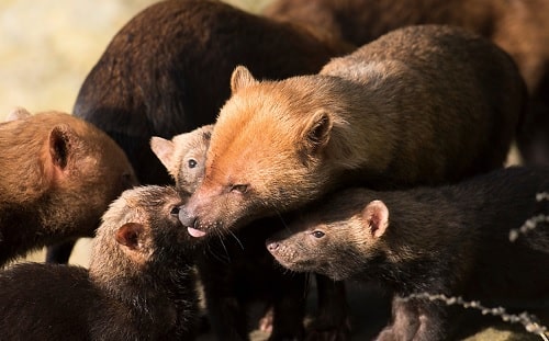 Bush Dog with its puppies