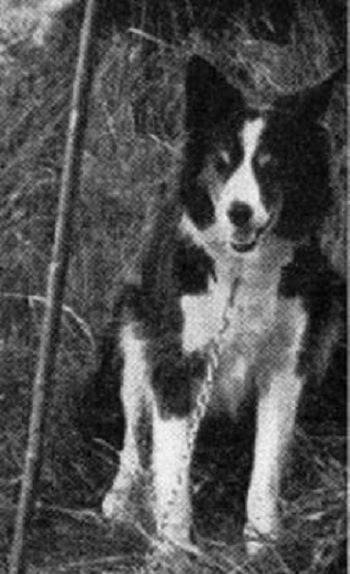 Cumberland Sheepdog sitting