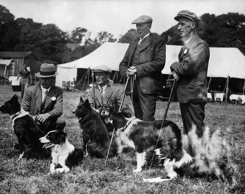 Cumberland Sheepdog with their masters