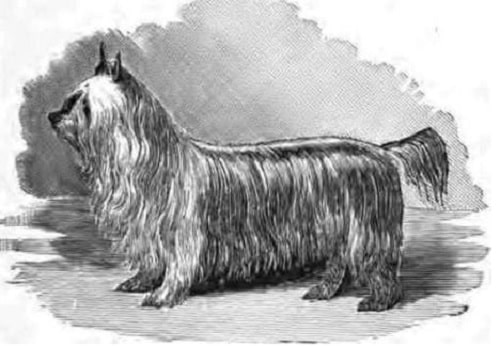 Paisley Terrier