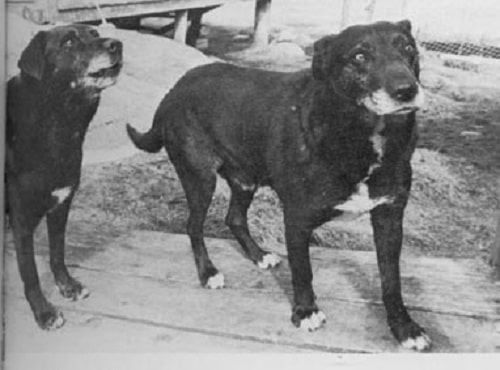 St. John Water Dogs