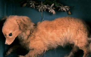 Turnspit Dog Information