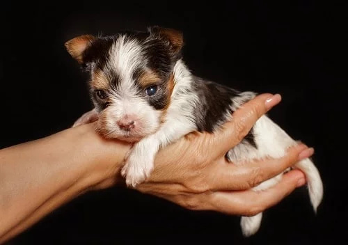 a man holding Biewer Terrier puppy