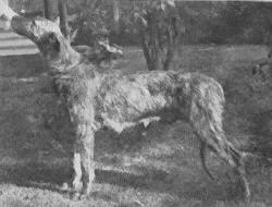 An old picture of a now-extinct Alaunt dog.