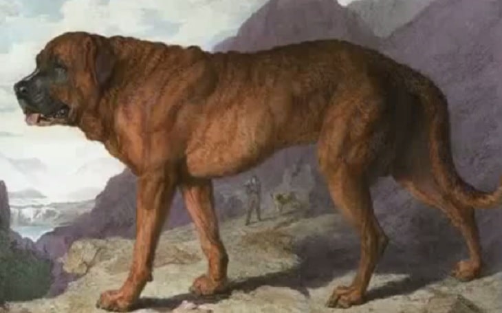 A brown Alpine Mastiff standing.