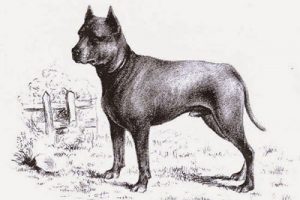 All About Blue Paul Terrier - Origin, Extinction, Behavior, Puppy and Facts