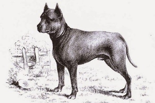 Blue Paul Terrier drawing