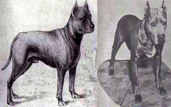 All About Blue Paul Terrier - Origin 