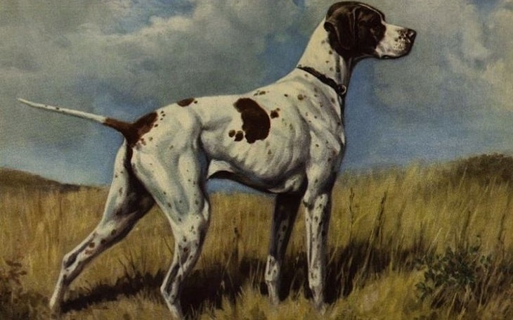 A Braque du Puy dog facing right.