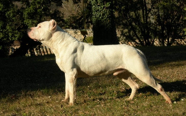 A white Cordoba Fighting Dog facing left.