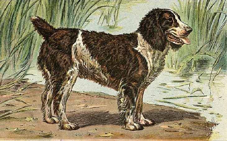 An old sketch of an English Water Spaniel.